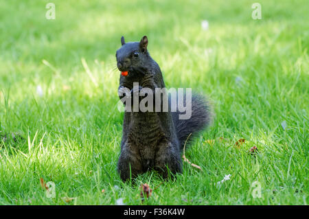 Schwarzen Eichhörnchen - eine melanistische Farbvariante des grauen Eichhörnchens, Hitchin England Vereinigtes Königreich UK Stockfoto