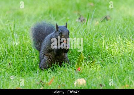 Schwarzen Eichhörnchen - eine melanistische Farbvariante des grauen Eichhörnchens, Hitchin England Vereinigtes Königreich UK Stockfoto