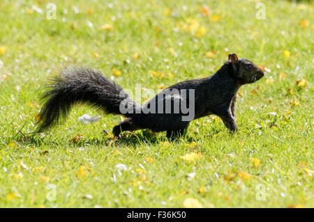 Schwarzen Eichhörnchen - eine melanistische Farbvariante des grauen Eichhörnchens, Hitchin England Vereinigtes Königreich UK Stockfoto