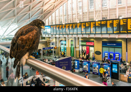 Harris Hawk Vogel Nageltiereverscheucher in der Bahnhofshalle an der Kings cross Station Euston Road Kings Cross London England UK GB EU Europa Stockfoto