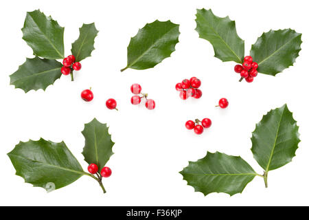 Stechpalme (Ilex Aquifolium) Blätter und Früchte Stockfoto