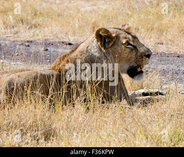 Löwin im Ruhezustand bei der Suche nach Beute. Ngorongoro Krater, Tansania Stockfoto
