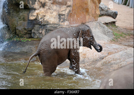 Elefanten sind im Zoo von Chester heiß tagsüber kühl aufbewahrt werden abgespritzt. Stockfoto