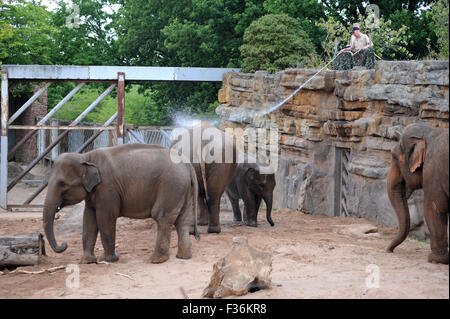 Elefanten sind im Zoo von Chester heiß tagsüber kühl aufbewahrt werden abgespritzt. Stockfoto