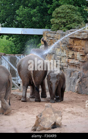 Elefanten sind im Zoo von Chester heiß tagsüber kühl aufbewahrt werden abgespritzt. Stockfoto