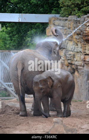 Elefanten sind im Zoo von Chester heiß tagsüber kühl aufbewahrt werden abgespritzt. Stockfoto