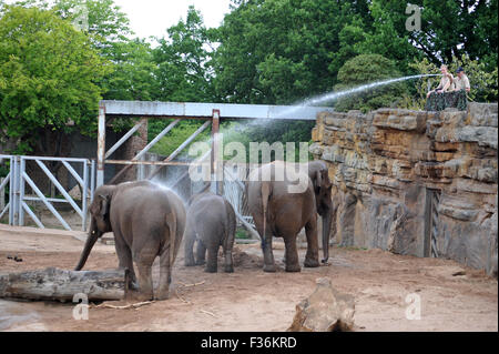 Elefanten sind im Zoo von Chester heiß tagsüber kühl aufbewahrt werden abgespritzt. Stockfoto