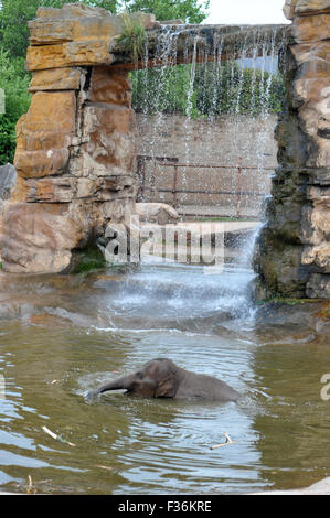 Elefanten sind im Zoo von Chester heiß tagsüber kühl aufbewahrt werden abgespritzt. Stockfoto