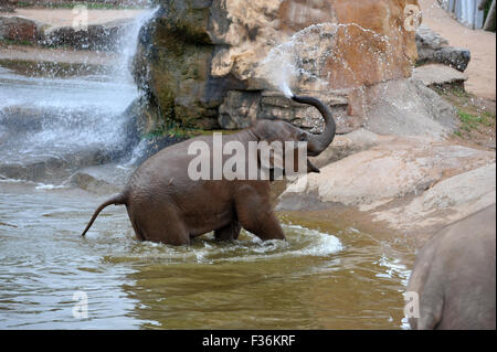 Elefanten sind im Zoo von Chester heiß tagsüber kühl aufbewahrt werden abgespritzt. Stockfoto