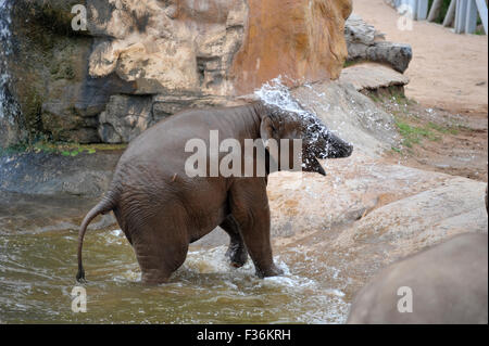 Elefanten sind im Zoo von Chester heiß tagsüber kühl aufbewahrt werden abgespritzt. Stockfoto