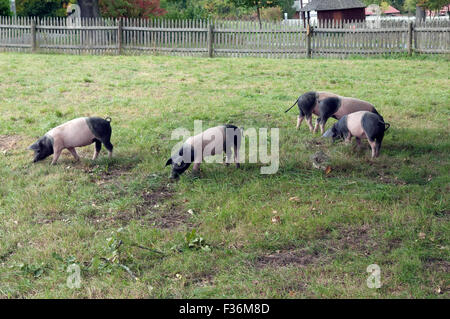 Sattelschwein, Deutsche, Nutztierrasse Stockfoto