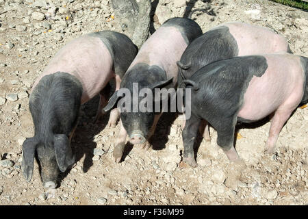 Sattelschwein, Deutsche, Nutztierrasse Stockfoto