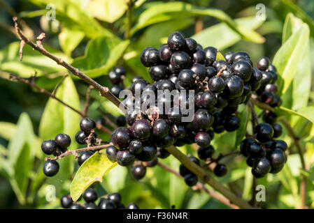 Eine Reihe von schwarzen Beeren wild Liguster Stockfoto