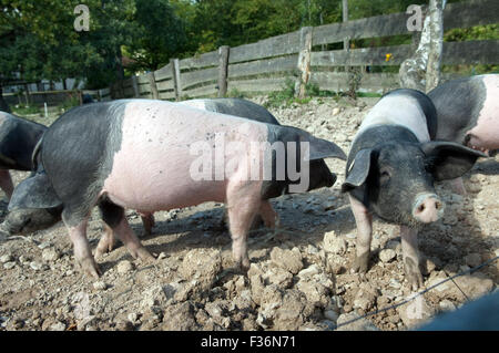 Sattelschwein, Deutsche, Nutztierrasse Stockfoto