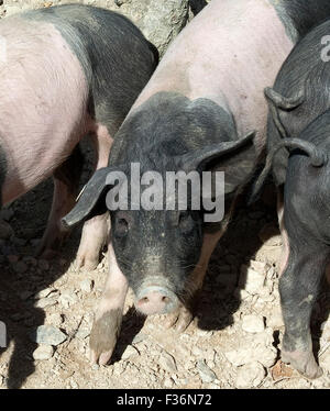 Sattelschwein, Deutsche, Nutztierrasse Stockfoto