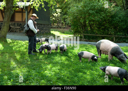 Sattelschwein, Deutsche, Nutztierrasse Stockfoto