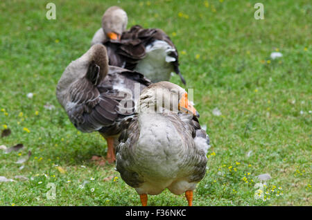 Eine Ente steht auf dem Hof Stockfoto