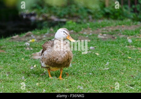 Eine Ente steht auf dem Hof Stockfoto