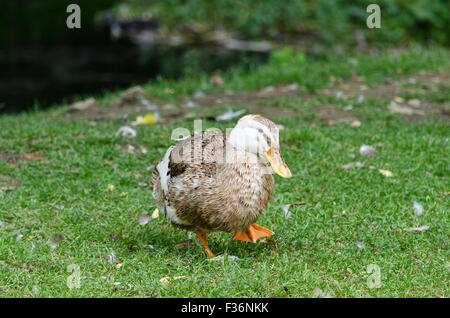 Eine Ente steht auf dem Hof Stockfoto