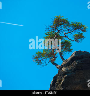 Kiefer auf der Klippe Stockfoto