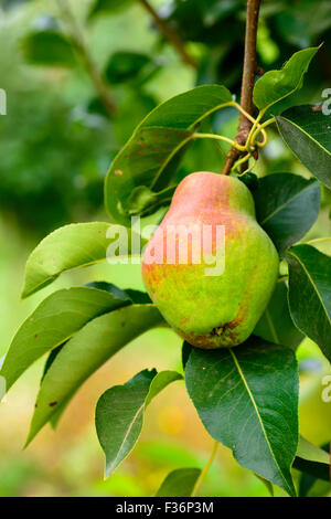 Rote, reife Birne auf dem Hintergrund der grünen Laub. Birnbaum. Stockfoto