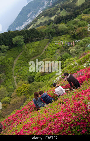 Azalea Blumen mit vier Personen grünen Hügeln im Hintergrund Stockfoto