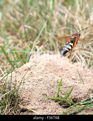 Cicada Killer fliegen weg von seiner Burrow. Stockfoto