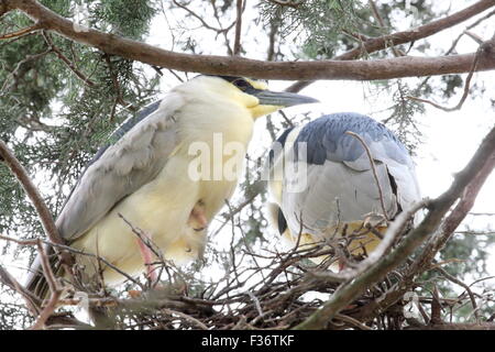 Zwei Reiher in ihrem Nest. Stockfoto