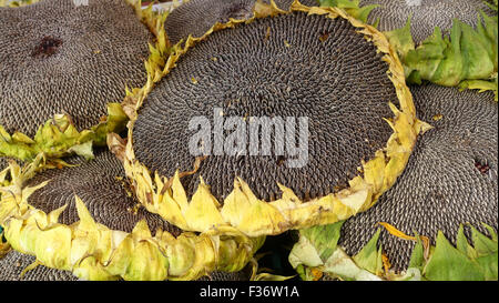 Frische Sonnenblumen zum Verkauf, Markt, Warschau, Polen Stockfoto