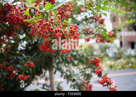 Leuchtend rote Beeren auf Zweigen mit Hintergrund Tiefe des Feldes Stockfoto