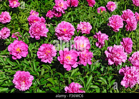 Wunderschönen natürlichen Hintergrund der kleinen lila Blüten Stockfoto