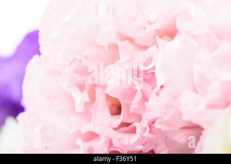Makro-Bild der rosa Nelke Blume, isoliert auf weiss Stockfoto