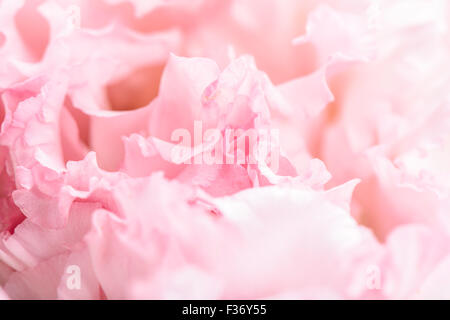 Full-Frame-Makro Bild rosa Nelke Blume Stockfoto