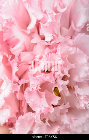 Full-Frame-Makro Bild rosa Nelke Blume Stockfoto