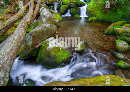 Die Roaring Fork Motor Naturlehrpfad in den Great Smoky Mountains National Park Stockfoto