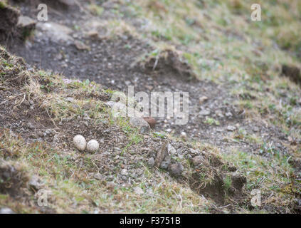 Eier der eurasischen Austernfischer Haematopus ostralegus auf den Färöer Inseln Stockfoto