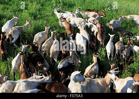 Herde von Ziegen weiden auf einem grünen Hügel. Stockfoto