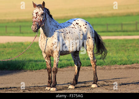 Altai einheimische Rasse Pferd gescheckt oder Trauerschnäpper zu entsprechen. Stockfoto