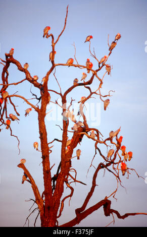 Herden von GALAHS (CACATUA ROSEICAPILLA) Rastplätze in hohen Bäumen sind ein vertrauter Anblick in Zentral- Australien. Stockfoto