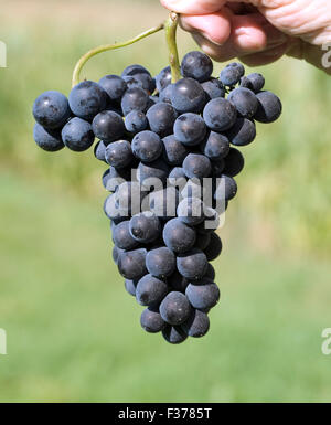 Merlot, Rotweinsorte, Merlot Noir, Bordeaux, Rotwein Stockfoto