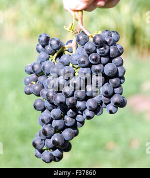 Merlot, Rotweinsorte, Merlot Noir, Bordeaux, Rotwein Stockfoto