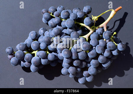 Merlot, Rotweinsorte, Merlot Noir, Bordeaux, Rotwein Stockfoto