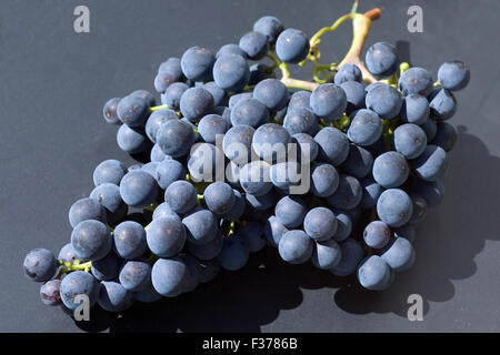 Merlot, Rotweinsorte, Merlot Noir, Bordeaux, Rotwein Stockfoto