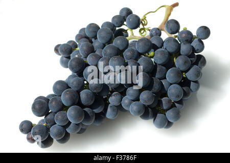 Merlot, Rotweinsorte, Merlot Noir, Bordeaux, Rotwein Stockfoto