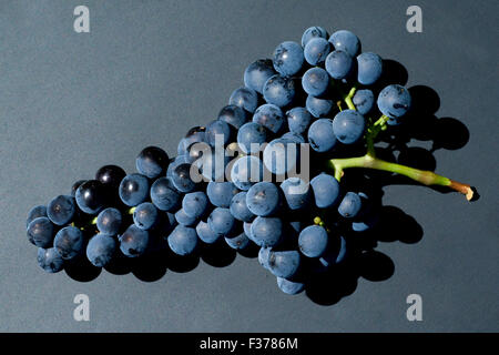 Merlot, Rotweinsorte, Merlot Noir, Bordeaux, Rotwein Stockfoto