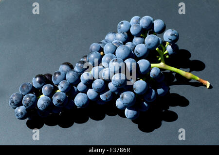 Merlot, Rotweinsorte, Merlot Noir, Bordeaux, Rotwein Stockfoto