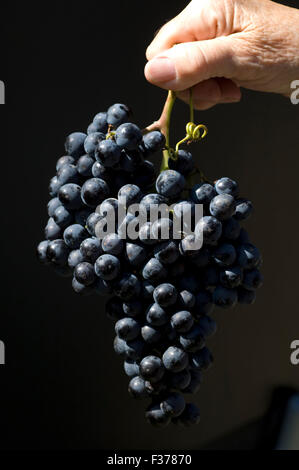 Merlot, Rotweinsorte, Merlot Noir, Bordeaux, Rotwein Stockfoto