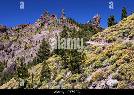 Wanderweg zum Roque Nublo, blühende Vegetation, gelb blühenden Ginster (Genista) Kanarische Insel Kiefern (Pinus Canariensis) Stockfoto