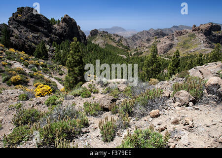 Blick vom Wanderweg zum Roque Nublo Berg im Westen von Gran Canaria, blühende Vegetation, Kanarische Inseln, Spanien Stockfoto