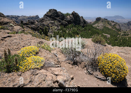 Blick vom Wanderweg zum Roque Nublo Berg im Westen von Gran Canaria, blühende Vegetation, Kanarische Inseln, Spanien Stockfoto